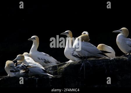 Gannet - riposante su pila di mare vicino al colonySula fagana Noss Riserva Naturale Shetland, Regno Unito BI023628 Foto Stock