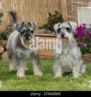 coppia di cani schnauzer in miniatura in giardino Foto Stock