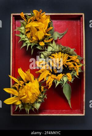 Tre teste di girasole morenti in una scatola rossa. Foto Stock