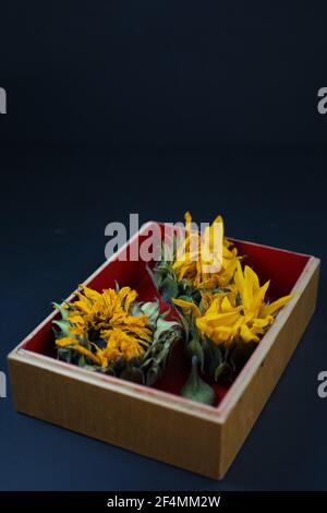 Tre teste di girasole morenti in una scatola rossa. Foto Stock