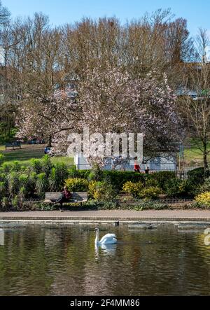 Brighton UK 22 marzo 2021 - fioritura e cigni primaverili durante il bel sole caldo nel Queens Park Brighton ma il tempo molto più freddo è previsto per più tardi nella settimana in tutta la Gran Bretagna : Credit Simon Dack / Alamy Live News Foto Stock