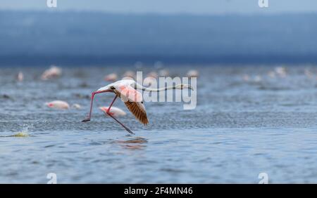 Grande Flamingo (Fenicotterus roseus) con ali aperte che corrono sull'acqua al lago nakuru, Kenya con migliaia di fenicotteri minori sullo sfondo Foto Stock