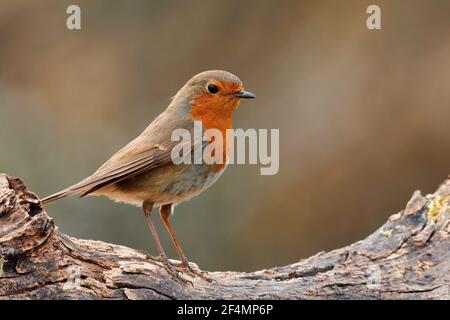 Robin uccello seduto su legno vecchio nella foresta, primo piano. Alla ricerca di cibo. Al tramonto. Sfondo sfocato, copia space.genus specie Erithacus rubecula. Foto Stock