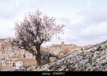 Vista della cattedrale di Cuenca (Spagna) e un mandorlo in fiore prendendo da una collina. Foto Stock