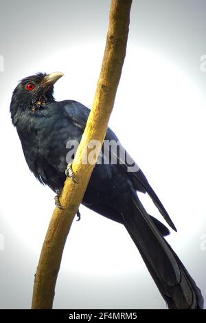 Scatto verticale di un uccello cuculo koel asiatico arroccato sopra un ramo ad albero Foto Stock