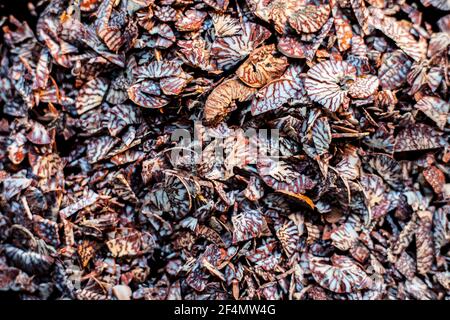 Primo piano del dado di betel tagliato o del dado di areca su una superficie nera. Foto Stock
