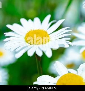 Fiori. Fiori di daisies giardino bianco nel giardino estivo Foto Stock