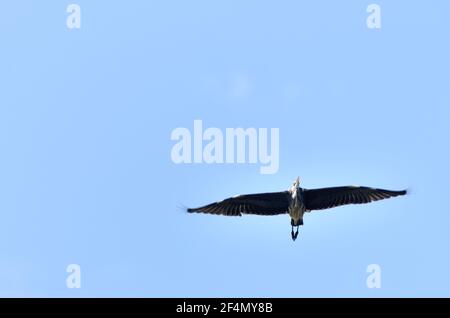 Airone grigio in volo visto dal basso Foto Stock