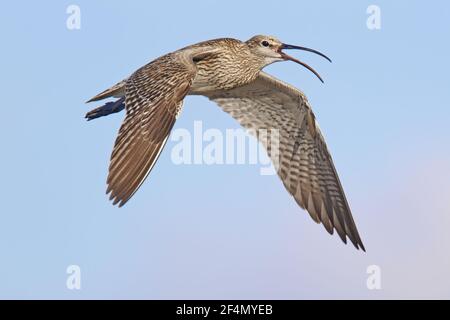 Whimbrel - chiamata in flightNumenius phaeopus Shetland, Regno Unito BI02441 Foto Stock