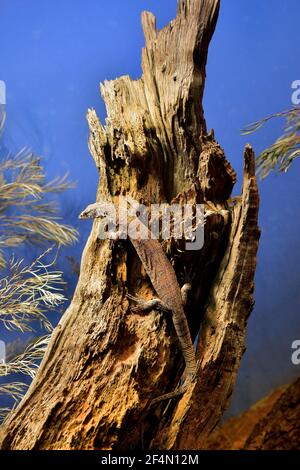 Australia, pygmy multiga monitor aka striscia-coda goanna Foto Stock