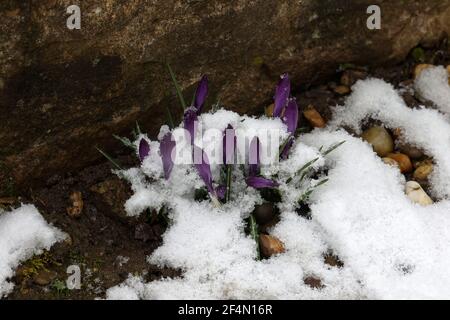 I crocus viola crebbero sotto la neve in primavera. Foto Stock