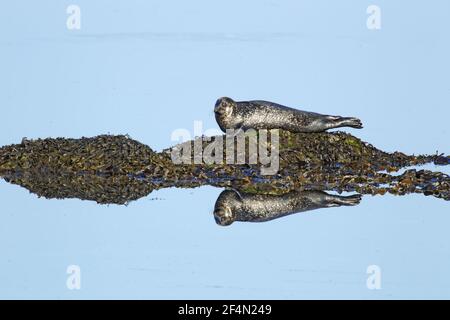 Gray Seal - trainato su piccola roccia con riflessi Halichoerus grypus Shetland, UK MA002456 Foto Stock