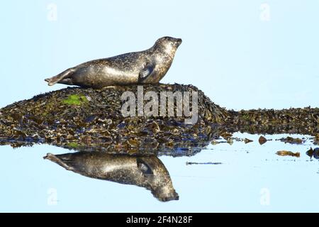 Gray Seal - trainato su piccola roccia con riflessi Halichoerus grypus Shetland, UK MA002460 Foto Stock