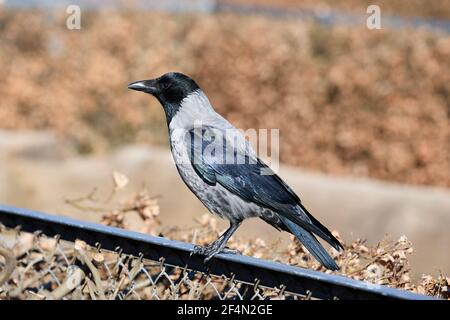 Corvo con cappuccio (Corvus cornix) su una recinzione; Copenaghen, Danimarca Foto Stock