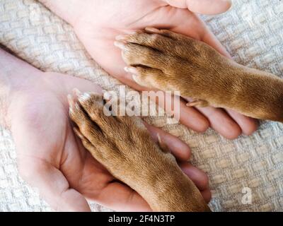 Affascinante, dolce cucciolo di color cioccolato. Primo piano, interni. Luce diurna. Concetto di cura, educazione, formazione obbedienza, allevare animali domestici Foto Stock