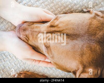 Affascinante, dolce cucciolo di color cioccolato. Primo piano, interni. Luce diurna. Concetto di cura, educazione, formazione obbedienza, allevare animali domestici Foto Stock
