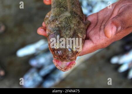 Glossogobius girius pesce goby in mano nel pesce indiano mercato Foto Stock