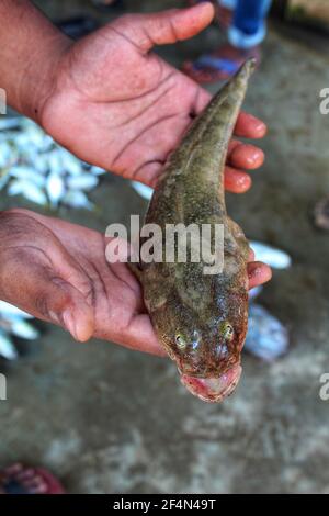 Glossogobius girius pesce goby in mano nel pesce indiano mercato Foto Stock