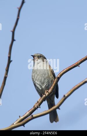 Dunnock - canto in primavera Prunella modularis Essex, UK BI024493 Foto Stock