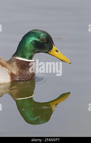 Mallard - Drake close up Anas platyrhynchos Essex, UK BI024502 Foto Stock