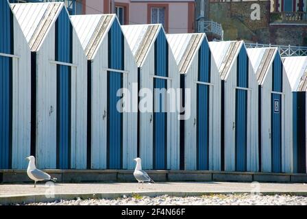 Case di legno blu e bianco. Cabine sulla spiaggia di Yport, con due gabbiani Foto Stock