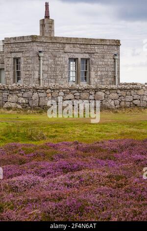 Tibbetts, precedentemente Admiralty Lookout post, con erica e bracken su Lundy Island, Devon, Inghilterra Regno Unito nel mese di agosto Foto Stock