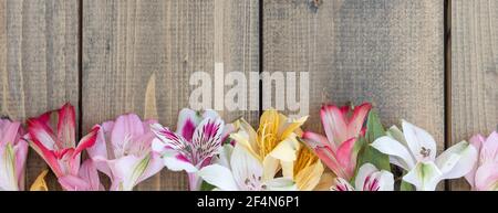 Striscione con sfondo di fiori multicolore su tavolo di legno. Alstroemeria multicolore, rosa, giallo, magenta, bianco e rosso. Foto Stock