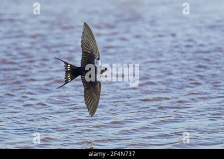 Swallow - in volo sopra l'acqua Hirundo rustica Guernsey Channel Islands, UK BI025598 Foto Stock