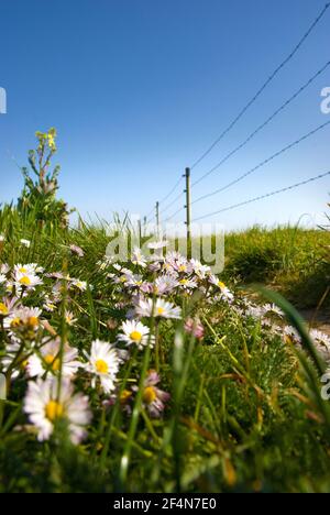 Margherite sul lato della strada vicino alla recinzione del pascolo Foto Stock