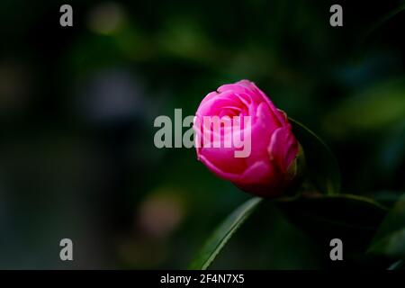 Primo piano di una gemma camelica di perfezione rosa Japonica con messa a fuoco selettiva, profondità di campo e bokeh intenzionali poco profonde Foto Stock