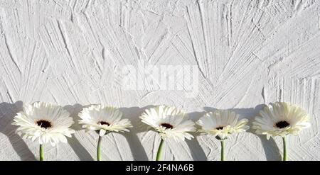 Gerbere bianche su sfondo bianco testurizzato con spazio di copia, posto per il tuo testo. Fuori gerbera bianco daisy fiori freschi naturali in una fila Foto Stock