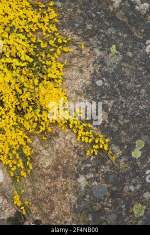 Prostrate BroomCytisus scoparius ssp maritimus Jersey Channel Islands, Regno Unito PL002208 Foto Stock