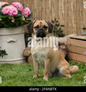 cane da Puggle Foto Stock