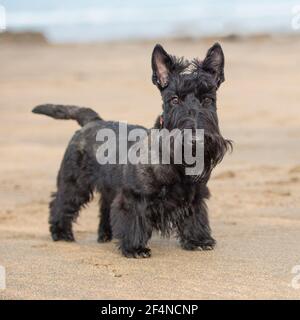 Scottish Terrier cane Foto Stock