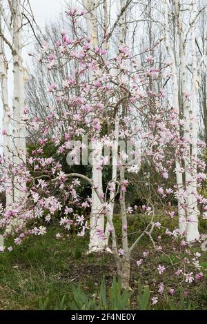 Magnolia x loebneri 'Leonard Messel' albero di magnolia. Foto Stock