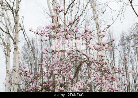 Magnolia x loebneri 'Leonard Messel' albero di magnolia. Foto Stock