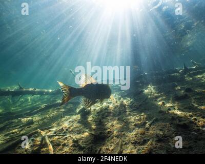 Coda del luccio settentrionale che nuota in acqua limpida Foto Stock