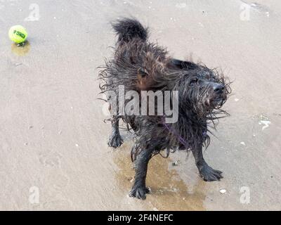 Edimburgo, Midlothian, Regno Unito. 19/3/2021 Albert, un piccolo cane di salvataggio di Cipro, non ama niente di meglio che inseguire corvi sulla spiaggia di Portobello. Foto Stock