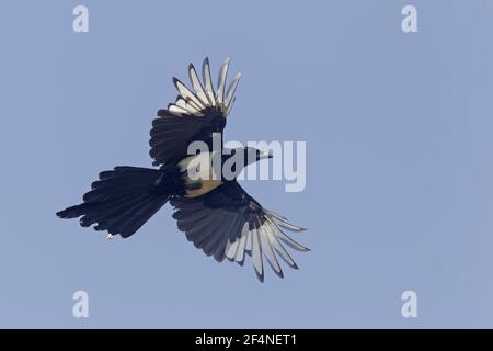 Gazza - in volo Pica pica Minsmere riserva RSPB Suffolk, Regno Unito BI024903 Foto Stock