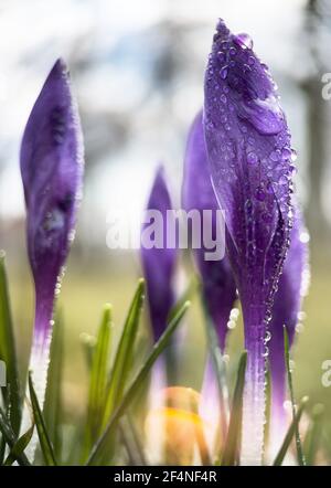 Macrofotografia di croci di primavera viola nella mattina presto con rugiada all'aperto. Primavera Crocus fiori closeup. Foto Stock