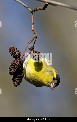 Eurasian Lucherino (Carduelis spinus) Foto Stock