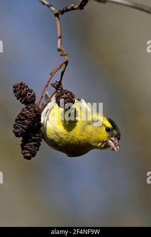 Eurasian Lucherino (Carduelis spinus) Foto Stock