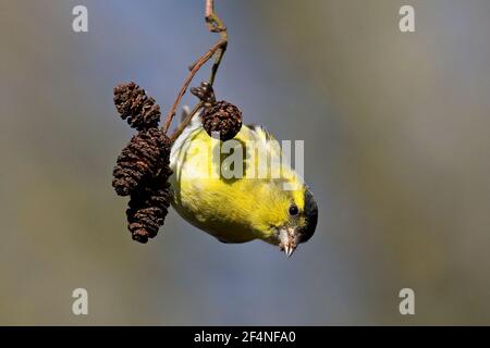 Eurasian Lucherino (Carduelis spinus) Foto Stock