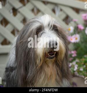 collie barbuto Foto Stock