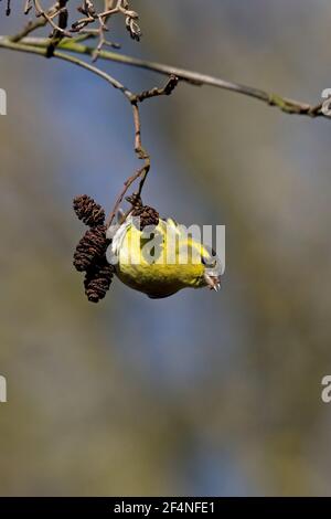 Eurasian Lucherino (Carduelis spinus) Foto Stock