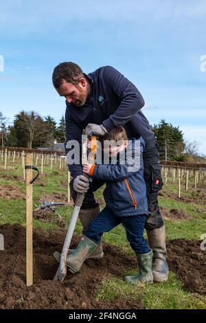 Padre e ragazzo di 4 anni che piantano un albero di mele in un frutteto, Kilduff Farm, East Lothian, Scozia, Regno Unito Foto Stock