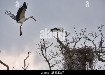 Cicogne alla tenuta di Crewilding di Knepp Foto Stock