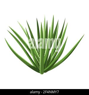 Illustrazione del cactus. Decorativi spiky cactus messicani. Illustrazione Vettoriale