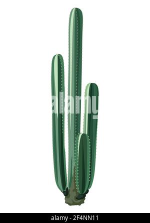 Illustrazione del cactus. Decorativi spiky cactus messicani. Illustrazione Vettoriale
