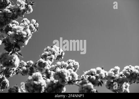 sakura ramo su sfondo blu cielo soleggiato. Bellezza naturale. Piacevole giorno di primavera, biglietto d'auguri per il giorno delle donne, spazio per fotocopie. 8 marzo. giornata delle madri felici Foto Stock